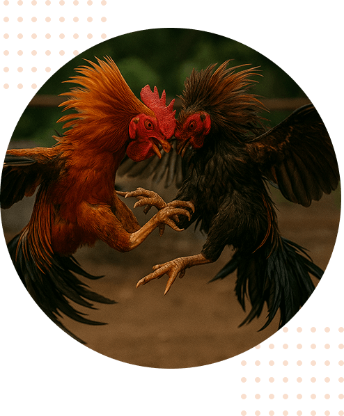 bj66-banner-img-home